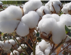 2017全国棉花种植面积增加是大势所趋