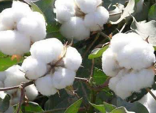 新疆棉花目标价格改革推动产业迈上新高地