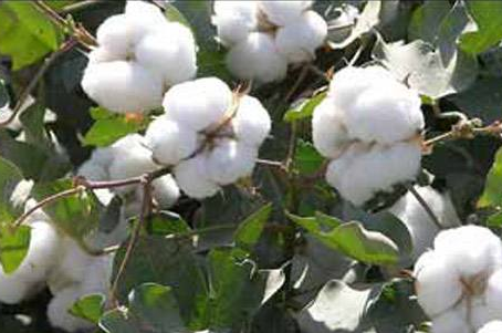 储备棉交易数据分析 棉花市场关注要点