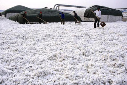 新疆沙湾县多措并举提升棉花产业市场竞争力