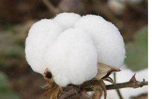 9月中国棉花周转库存报告 库存总量约55.96万吨