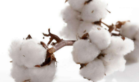 国储棉轮出今日启动 将成为引导国内棉花价格走势的关键因素