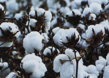 化纤替代品产能扩张钳制棉花需求