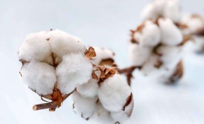 印度CAI再次下调棉花产量至3620万包